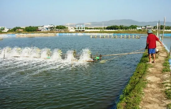 7 kinh nghiệm xử lý ao nuôi thủy sản sau mưa lũ
