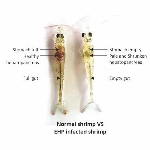 EHP - Được kiểm soát như thế nào?